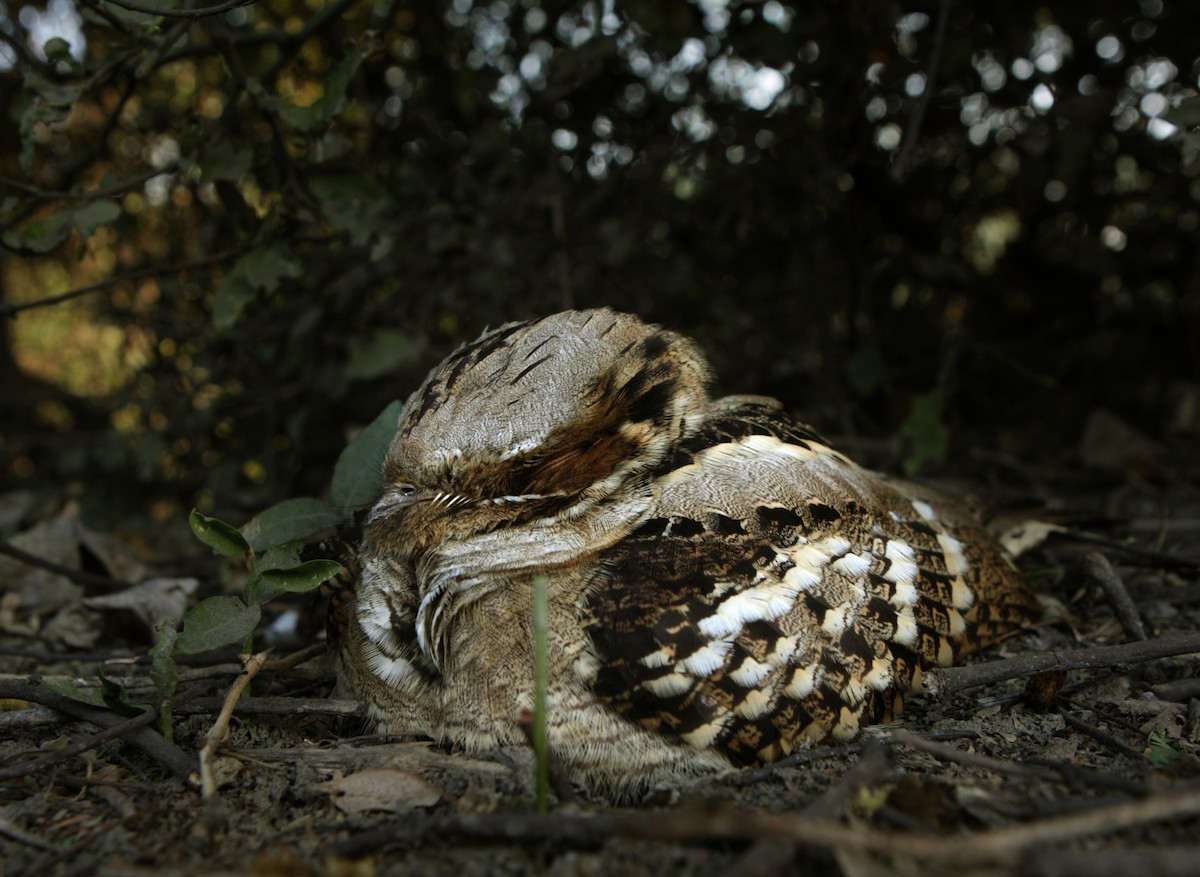 Large-tailed Nightjar - ML373214451