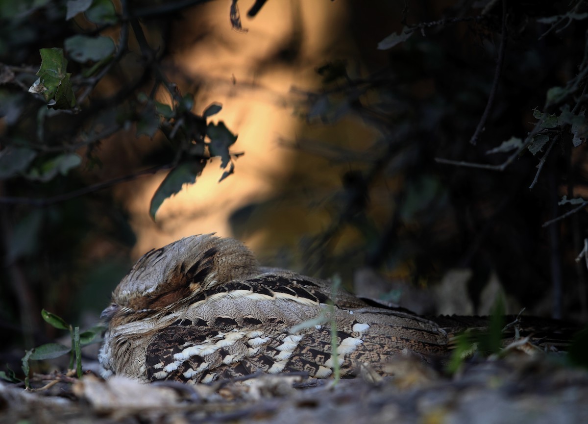 Large-tailed Nightjar - ML373214461