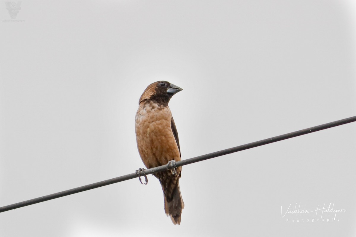 Black-throated Munia - ML373215191