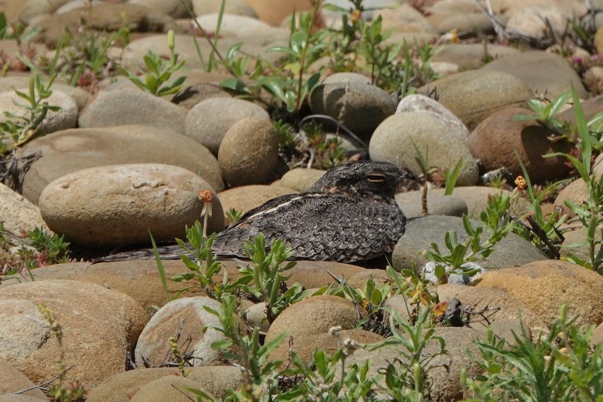 Savanna Nightjar - ML373215511