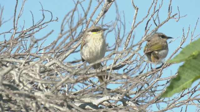 Singing Honeyeater - ML373215741