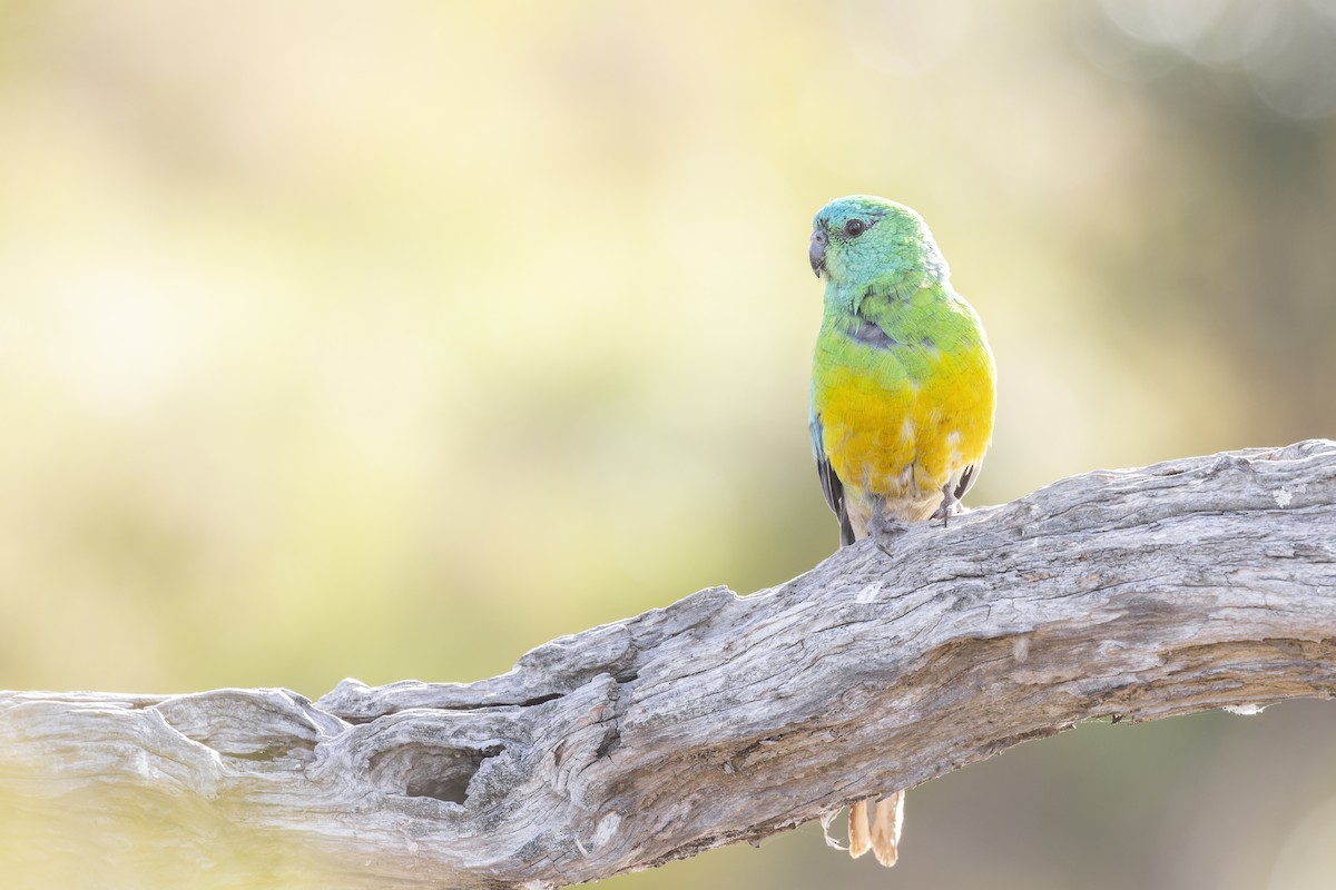 Red-rumped Parrot - ML373215991