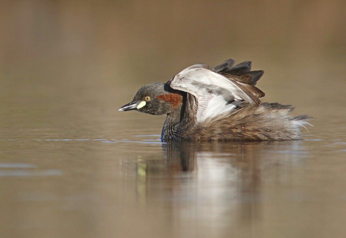 Australasian Grebe - ML373216491