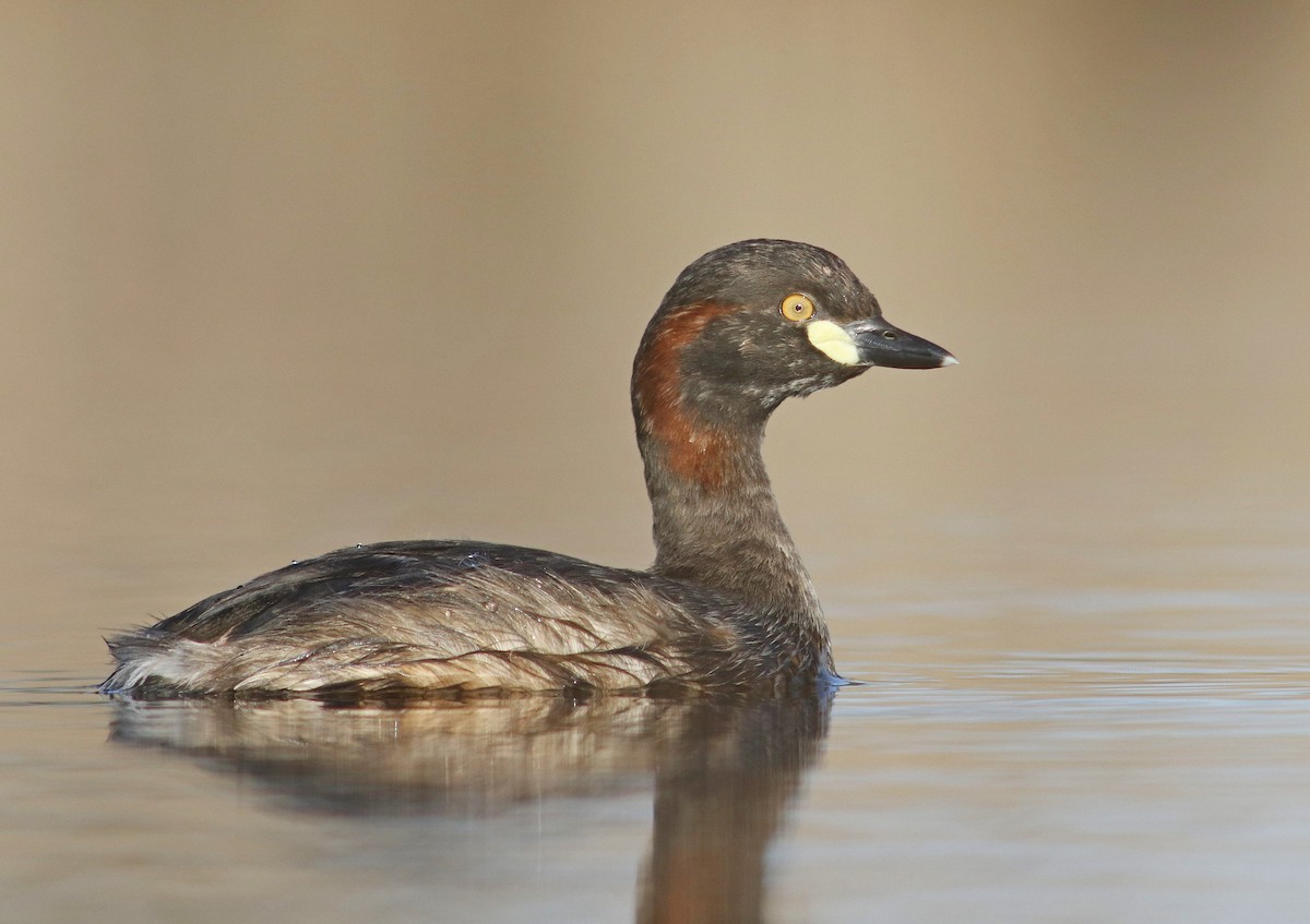 Australasian Grebe - Rufus Wareham