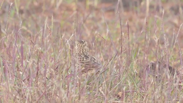 Oriental Skylark - ML373217201