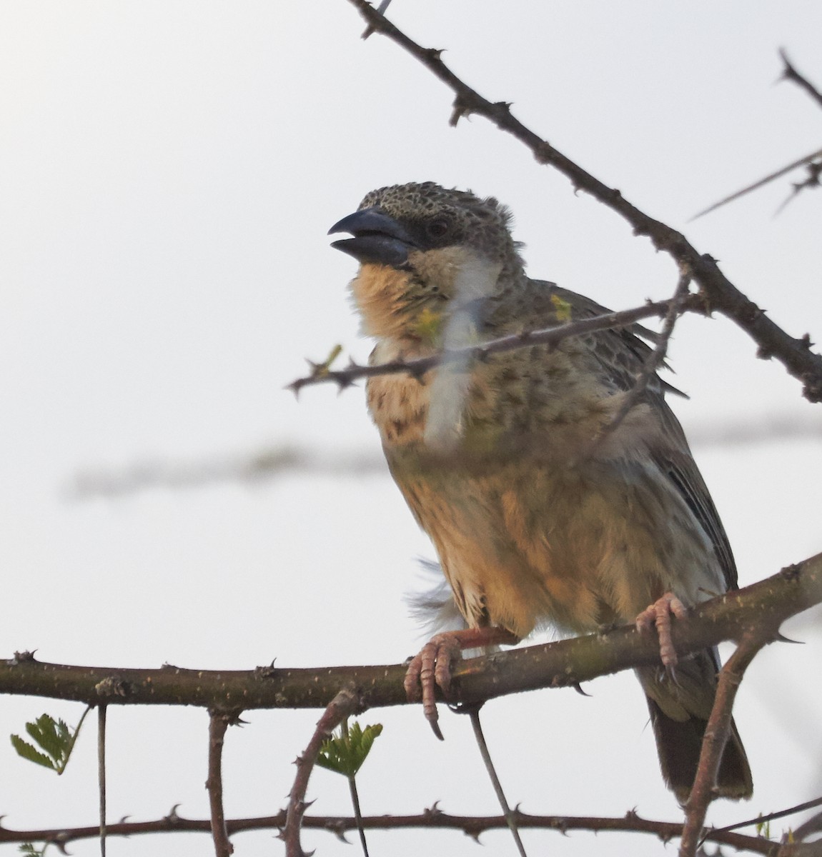 Donaldson Smith's Sparrow-Weaver - ML37321731