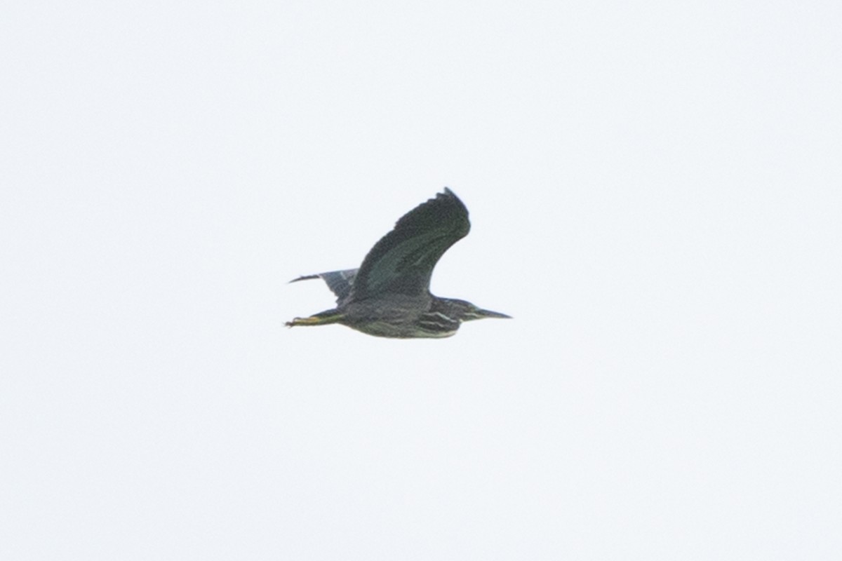 Striated Heron (Old World) - ML373218141