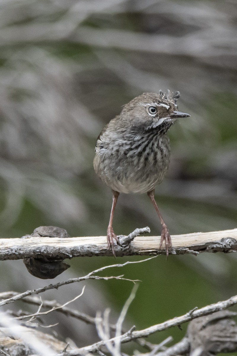 Spotted Scrubwren - Owen  Lawton