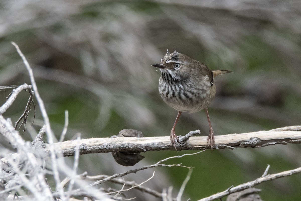 Spotted Scrubwren - Owen  Lawton