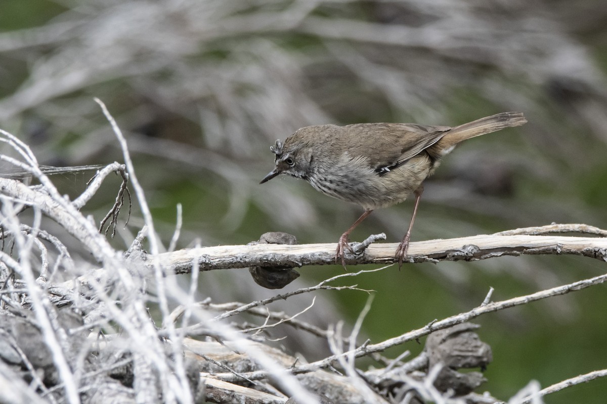 Spotted Scrubwren - Owen  Lawton