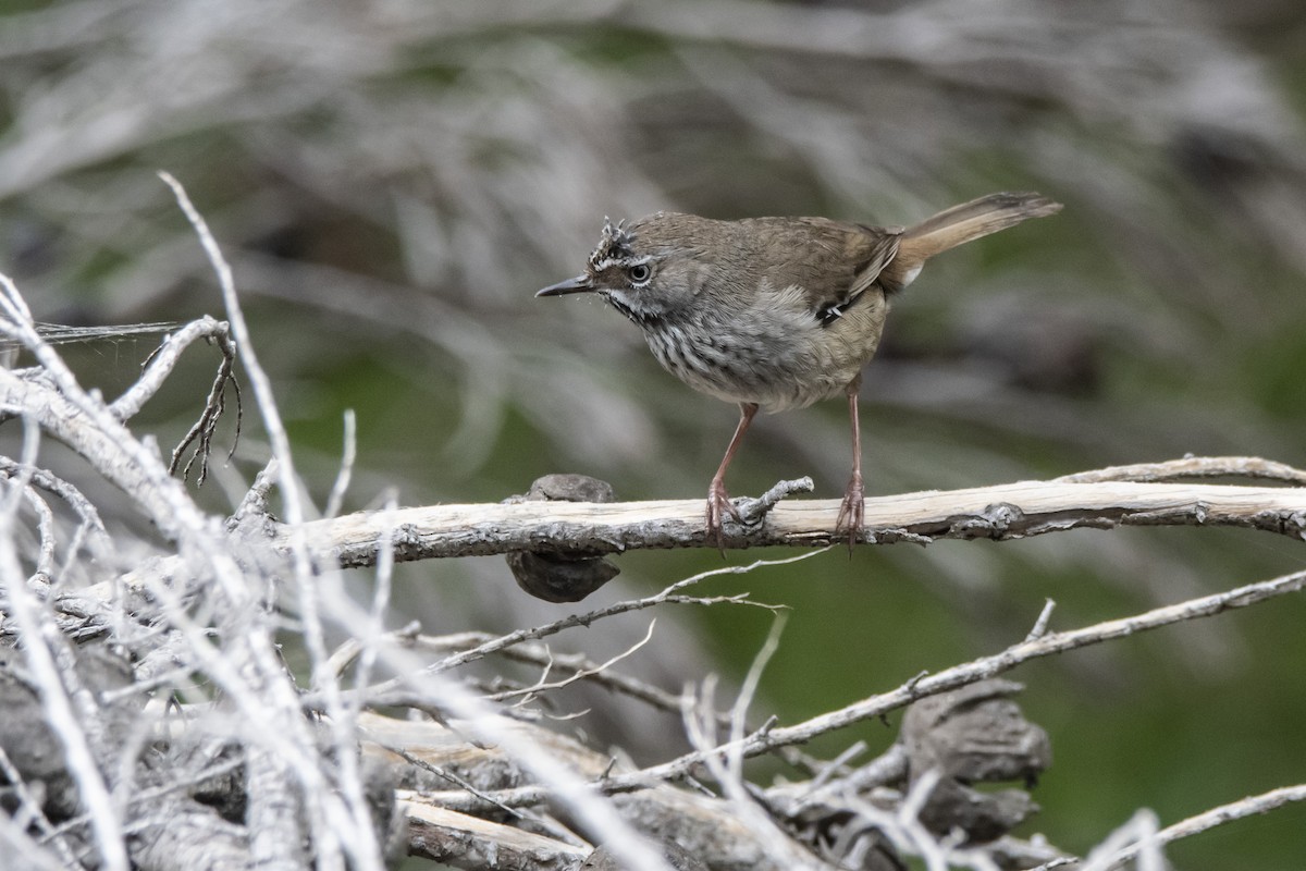 Spotted Scrubwren - Owen  Lawton