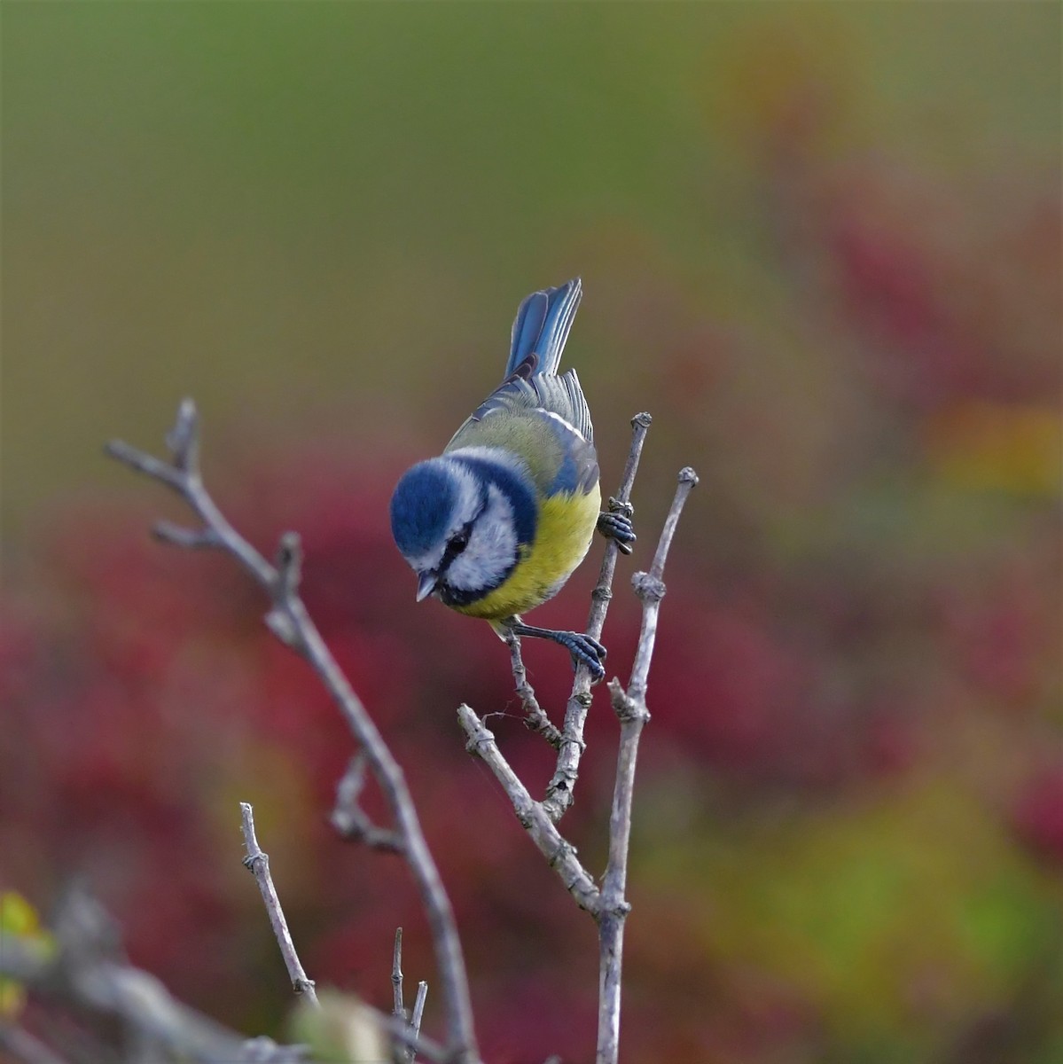 Eurasian Blue Tit - ML373221541