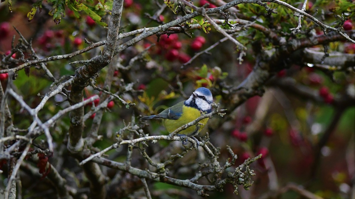 Eurasian Blue Tit - ML373221561
