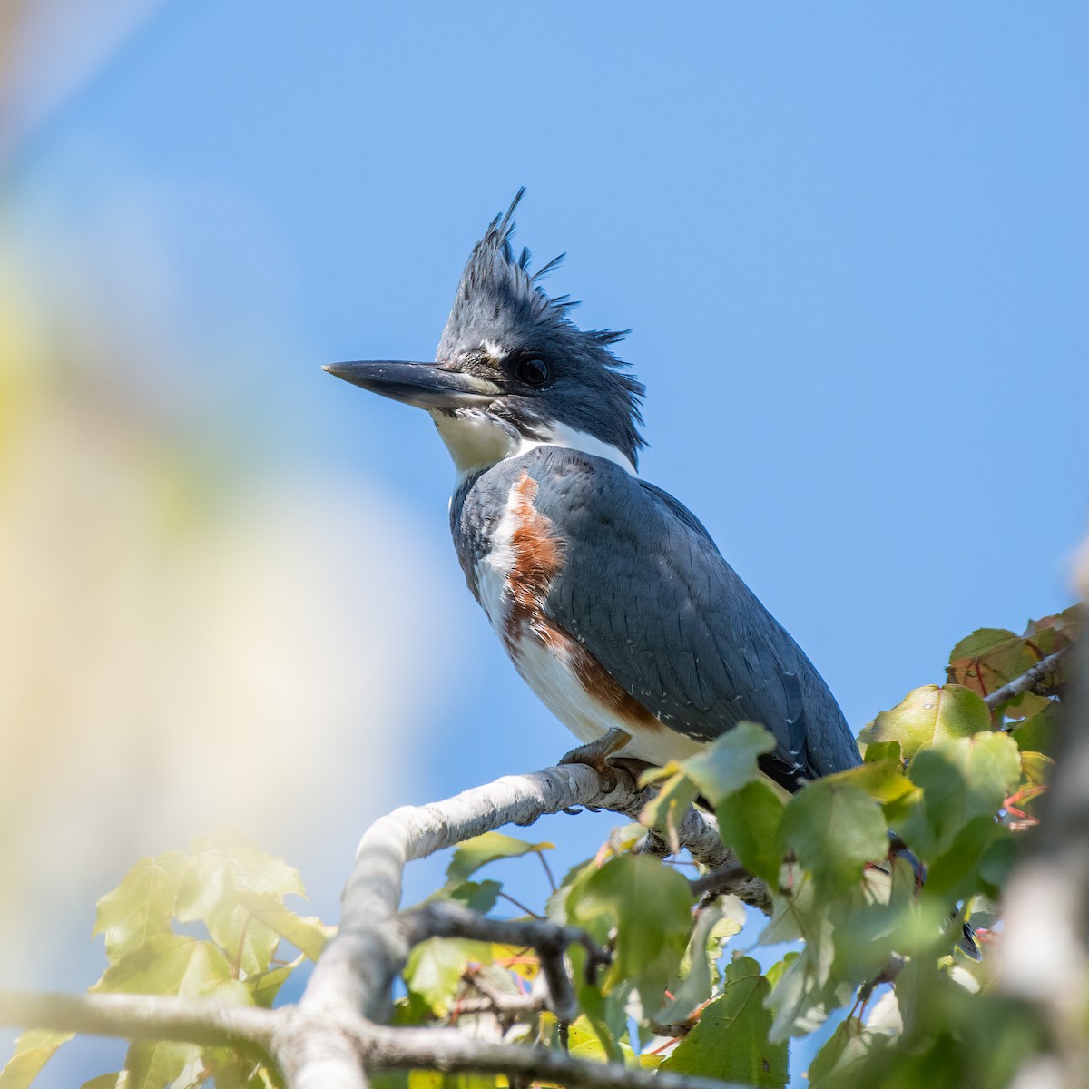 Belted Kingfisher - ML373221761