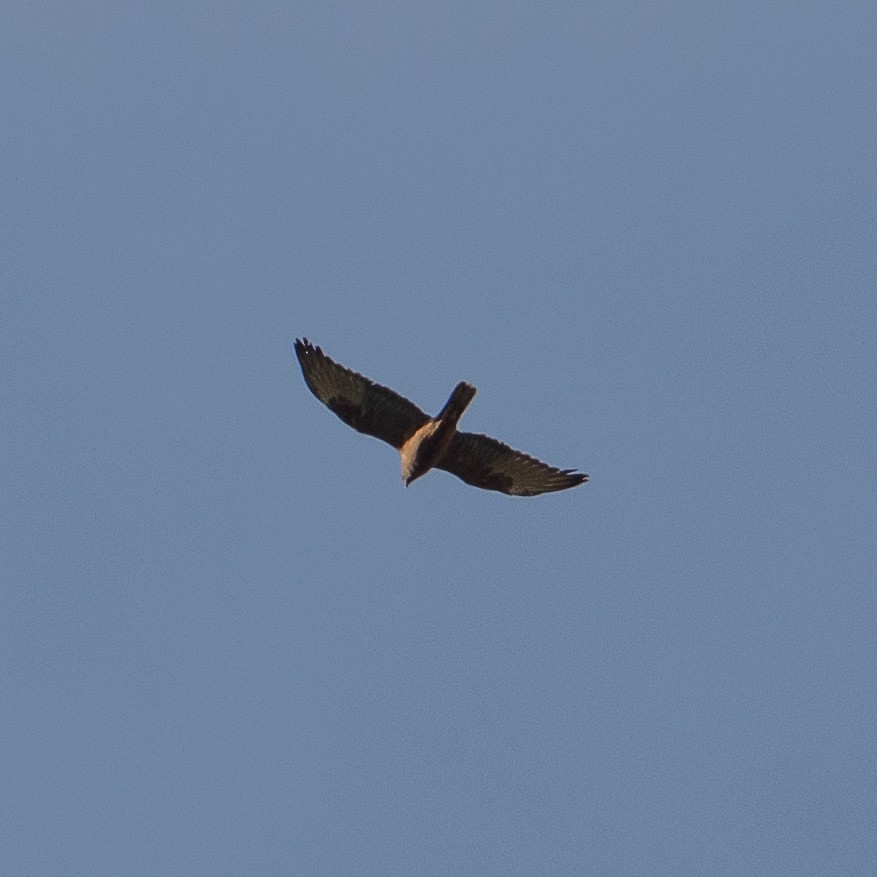 Swamp Harrier - ML373222331