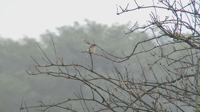 Red-backed Shrike - ML373222461