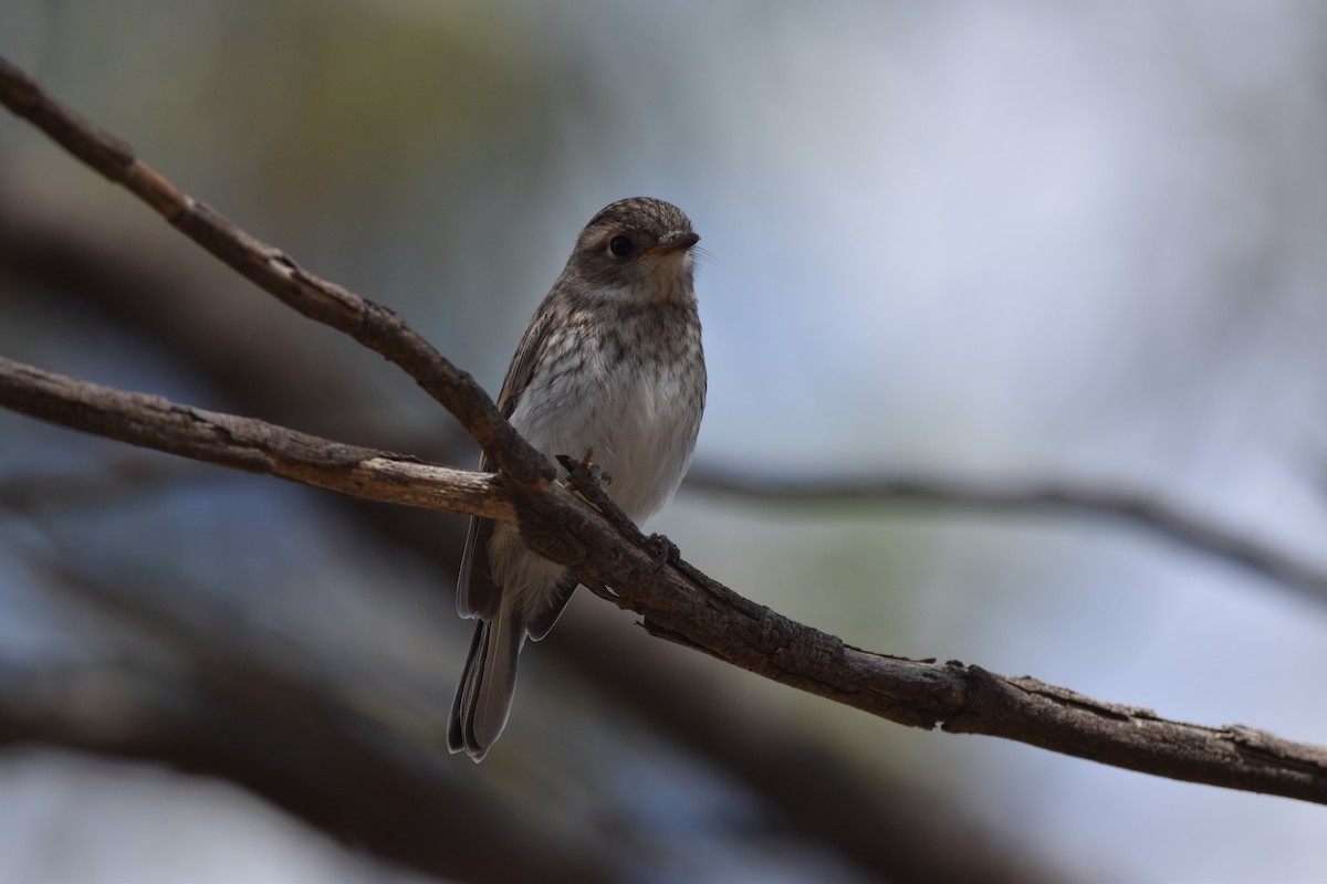 Red-capped Robin - ML373225491