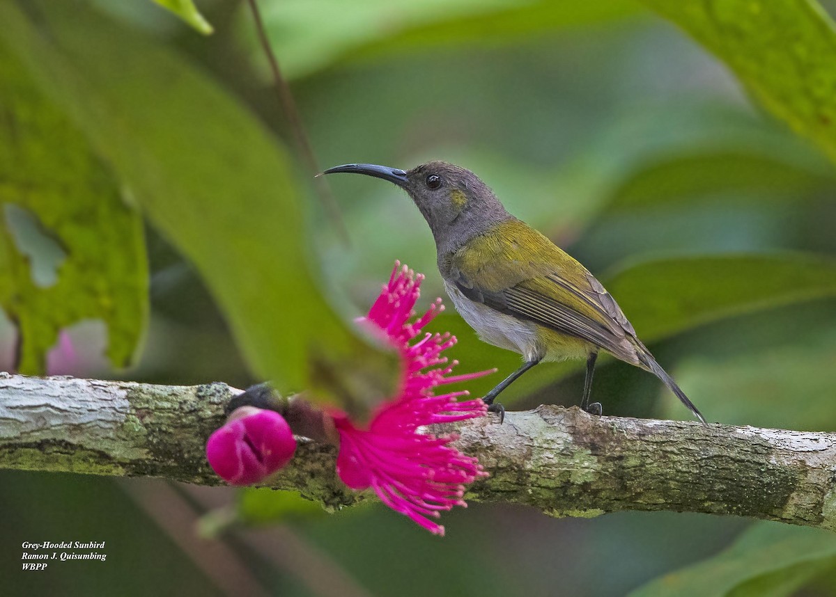 Gray-hooded Sunbird - Ramon Quisumbing
