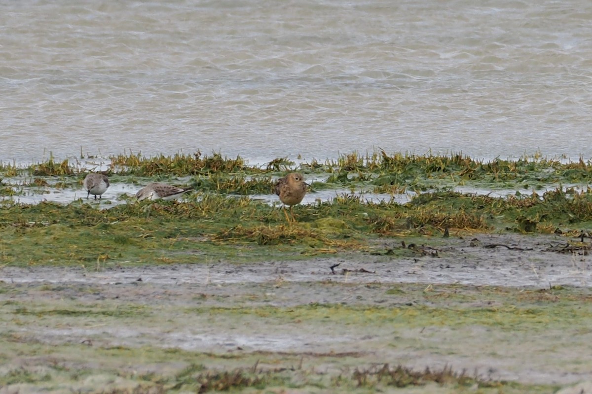 Buff-breasted Sandpiper - ML373226661