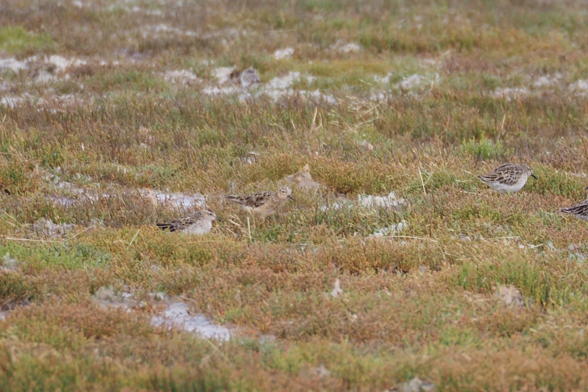 Buff-breasted Sandpiper - ML373226681