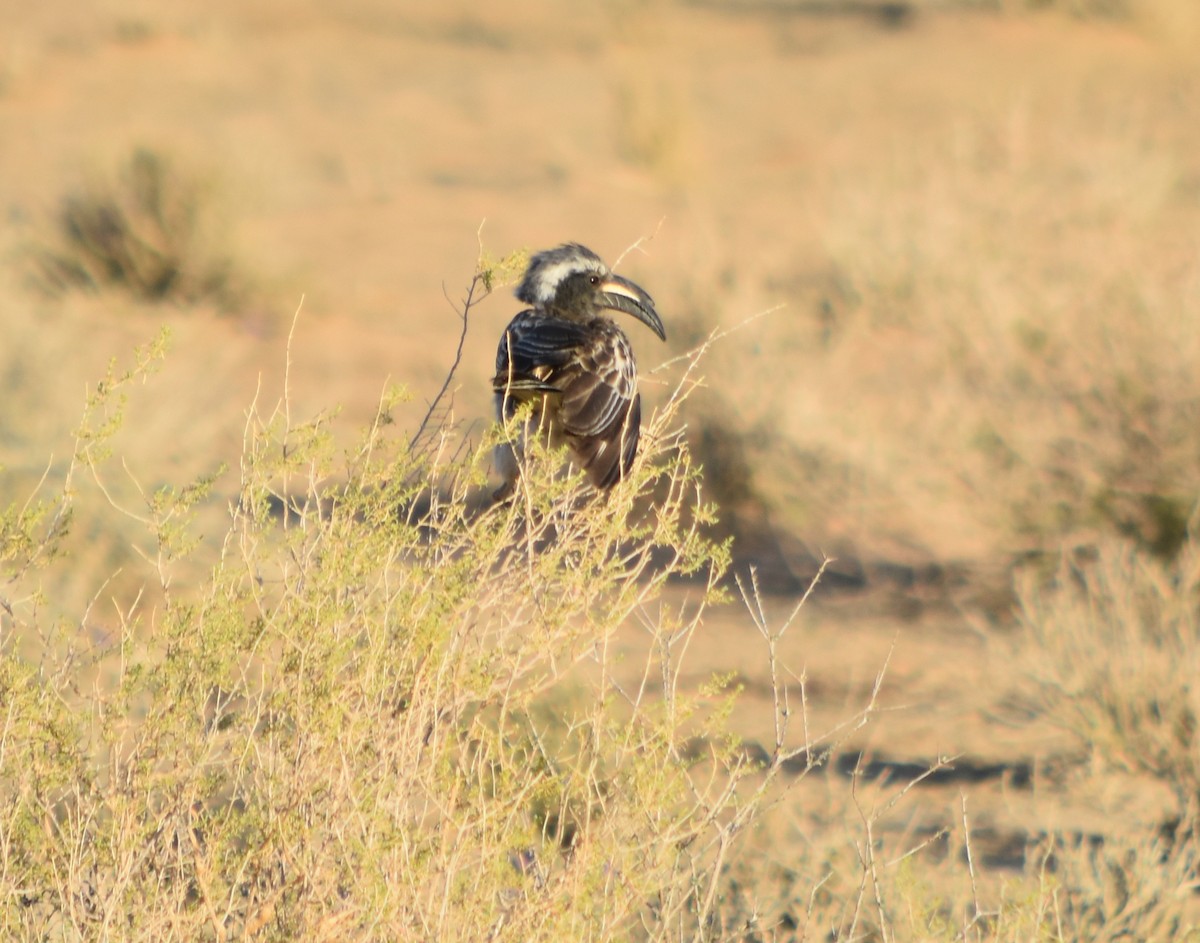 African Gray Hornbill - ML373228531