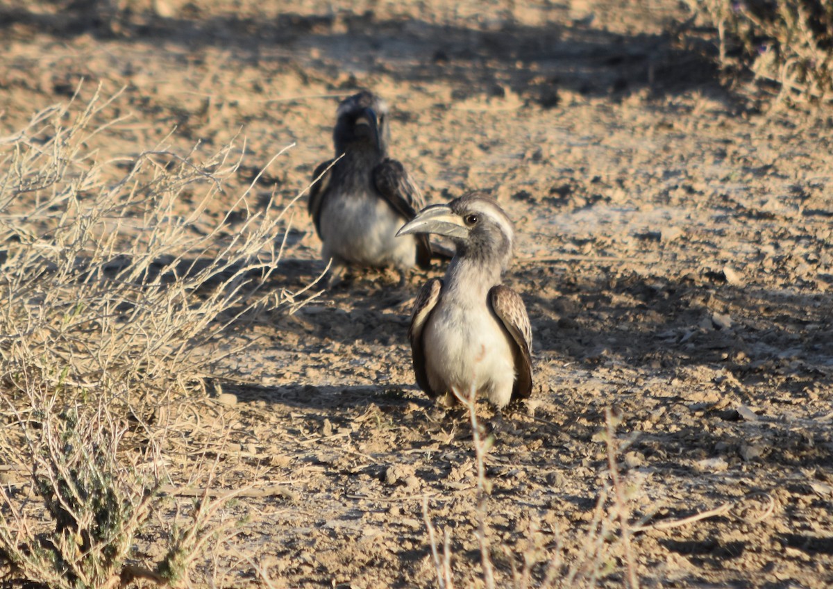 African Gray Hornbill - Murray DELAHOY