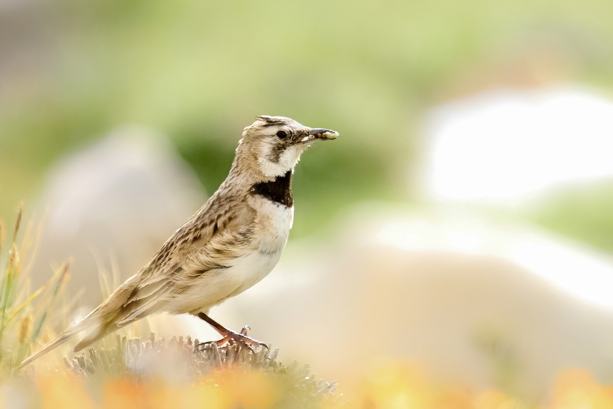 Horned Lark - ML373228891