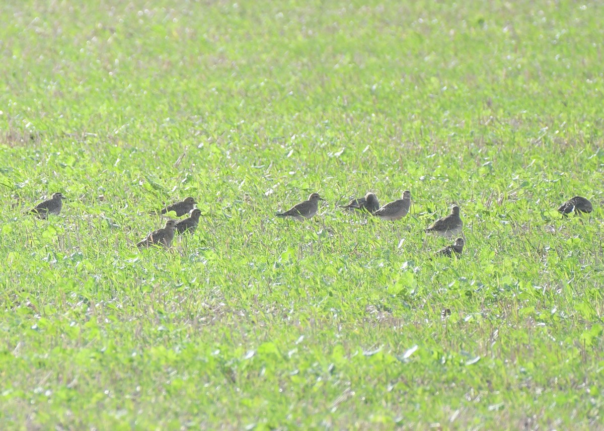 European Golden-Plover - ML373228971