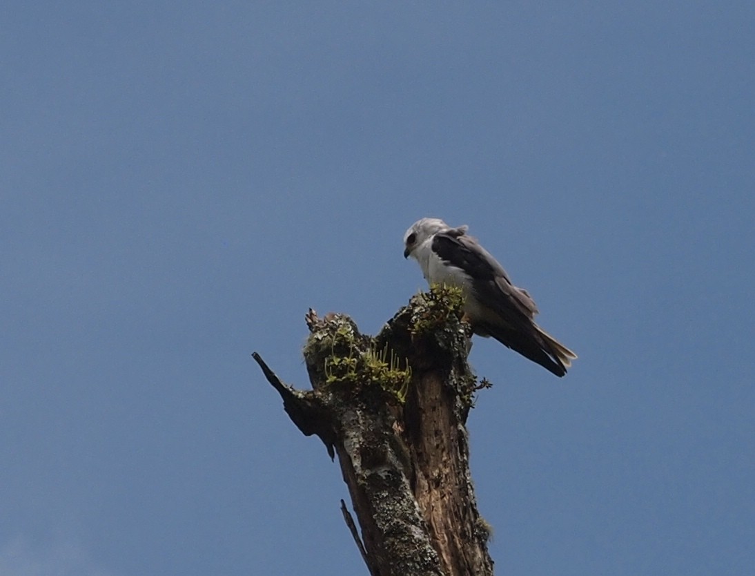 White-tailed Kite - ML37322941