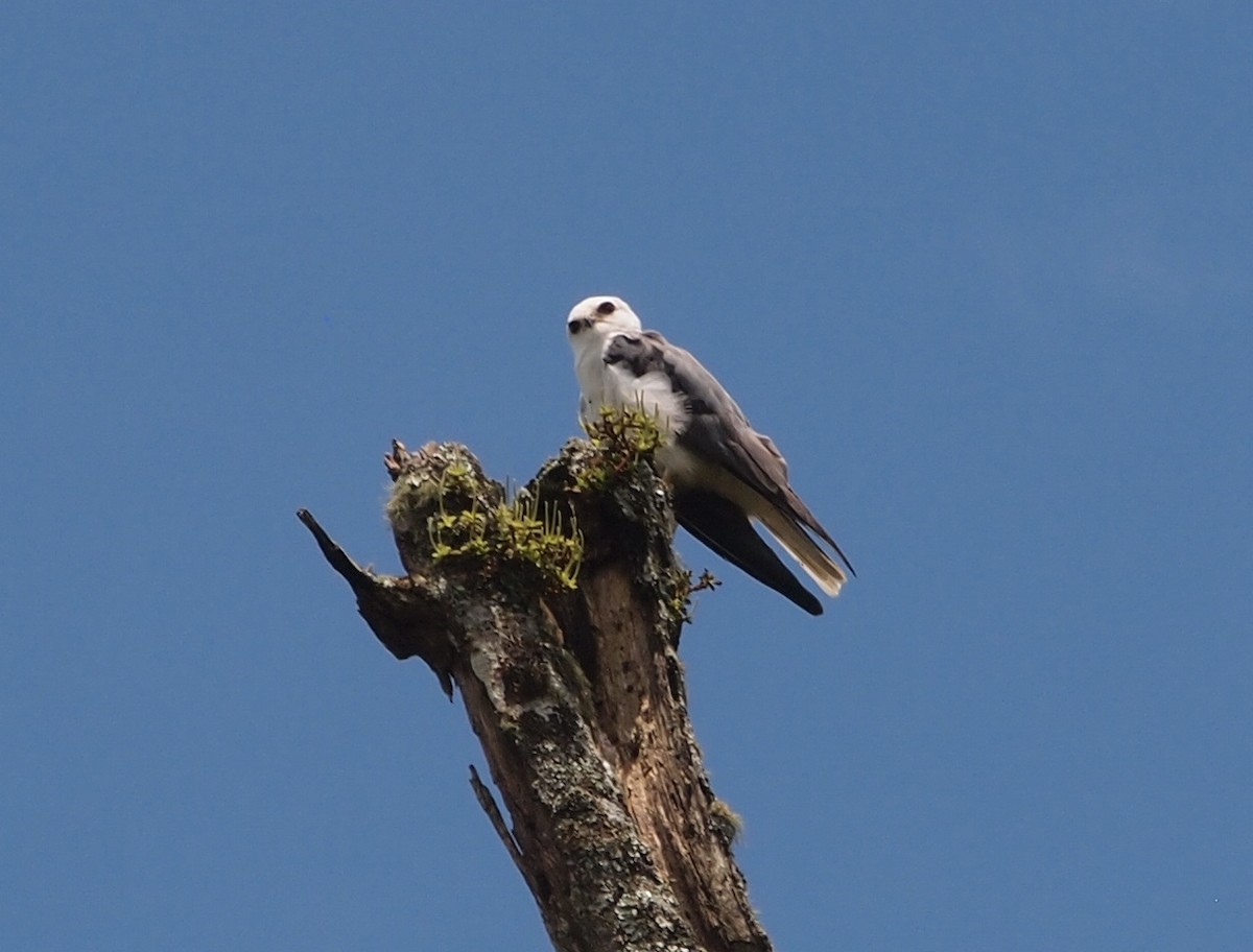 White-tailed Kite - ML37322971