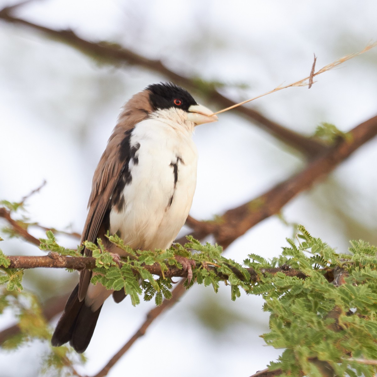 Black-capped Social-Weaver - ML37323091