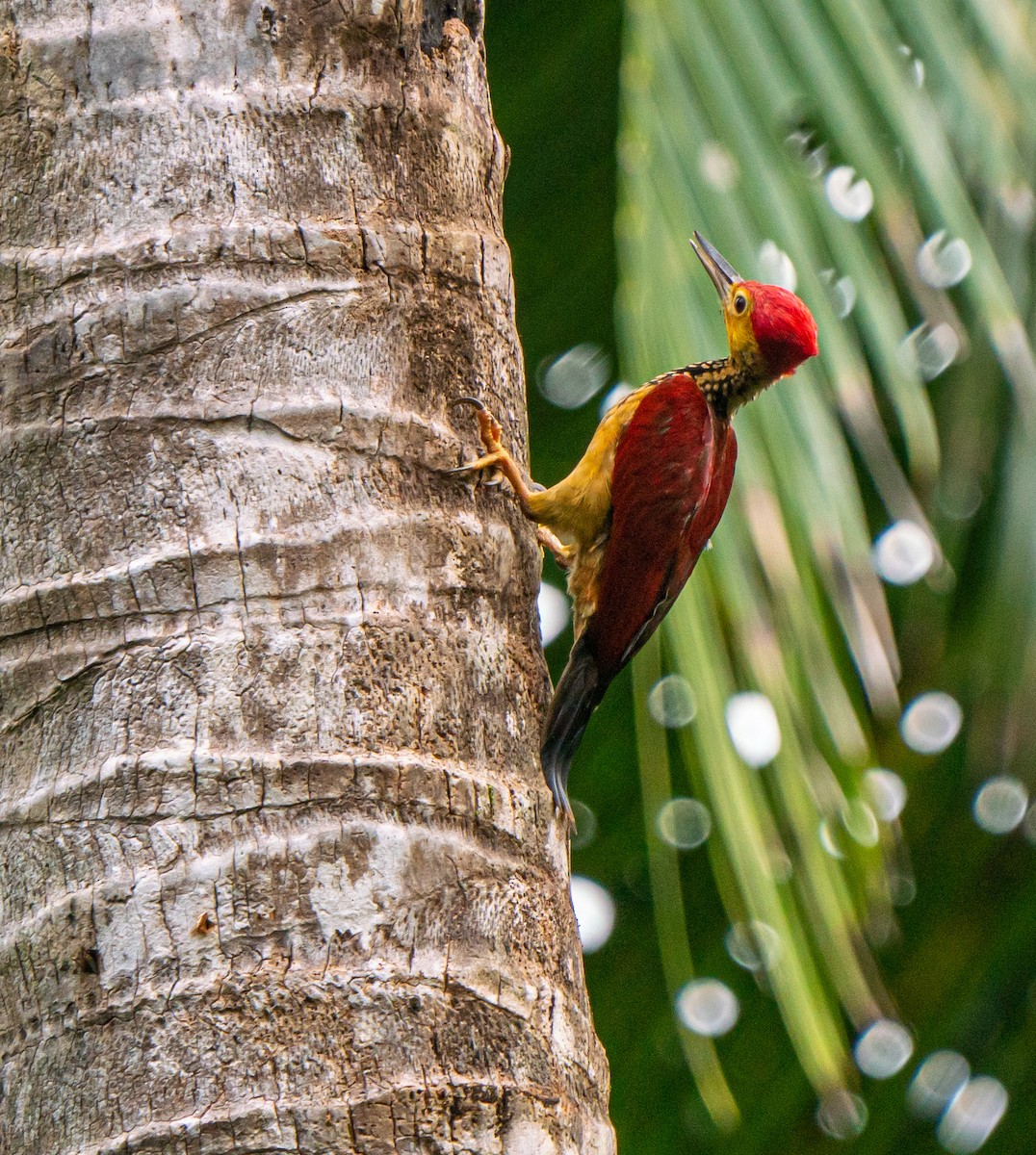 woodpecker sp. - Myron Ray Sy Evasco