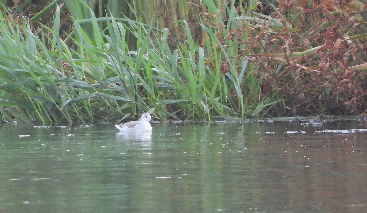 Wilson's Phalarope - ML373235281