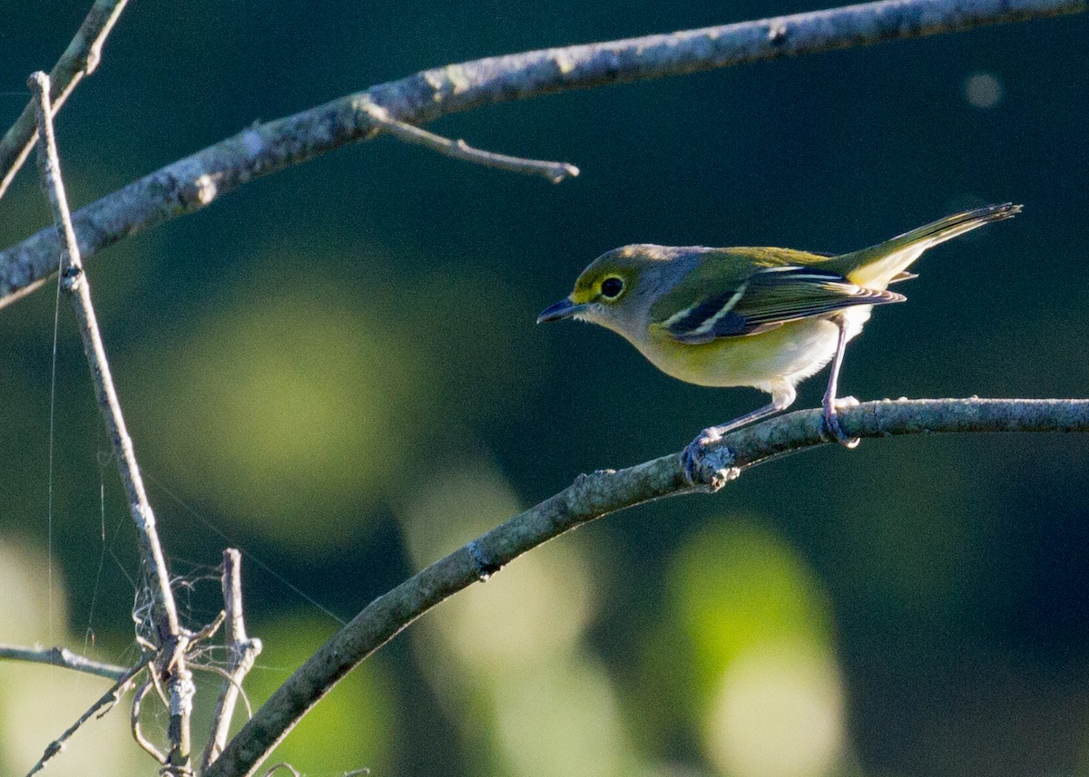 Viréo aux yeux blancs - ML373237131