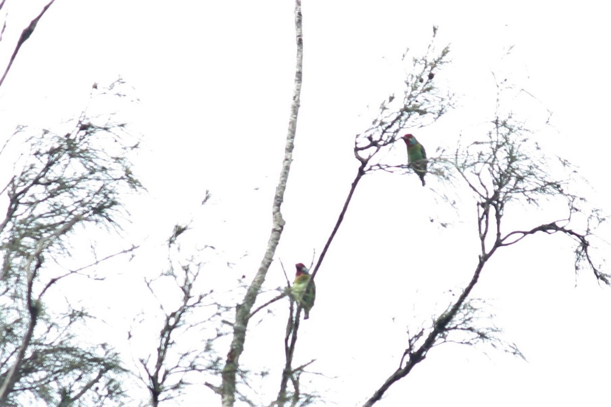 Malabar Barbet - ML373237531