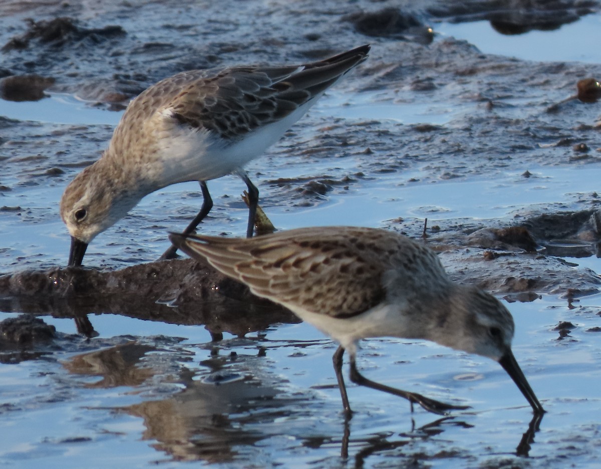 Western Sandpiper - Dave Bowman