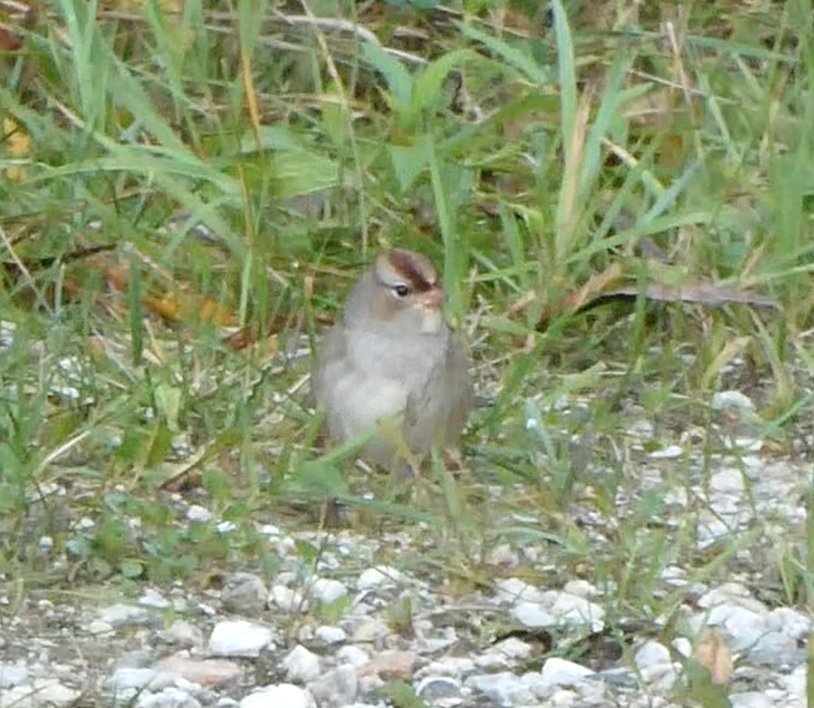 White-crowned Sparrow - ML373238691