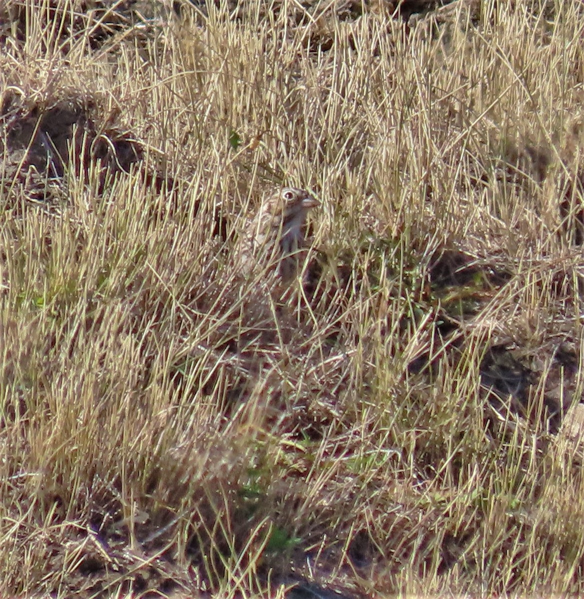 Vesper Sparrow - ML373238811