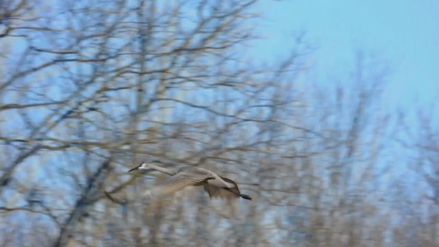 Sandhill Crane - ML373239781