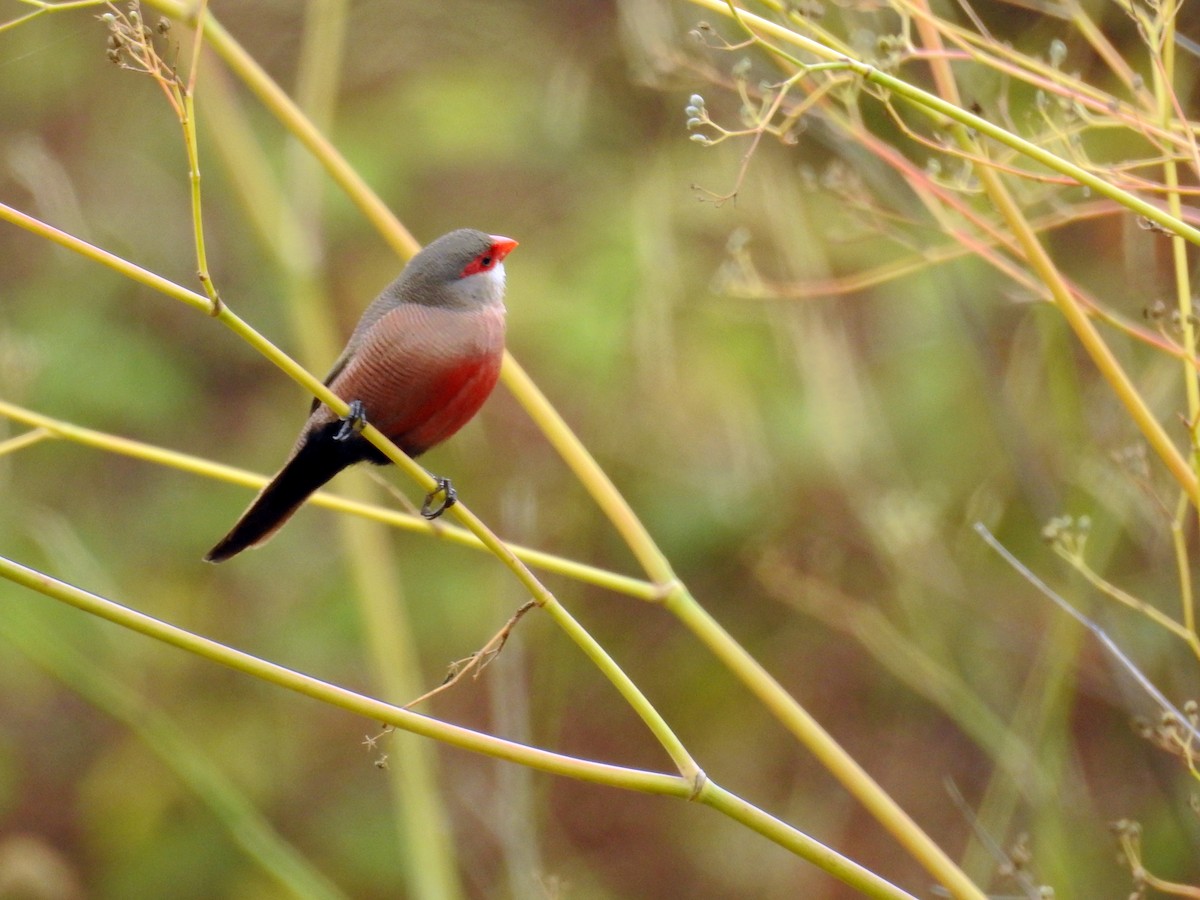 Common Waxbill - Daniel Raposo 🦅