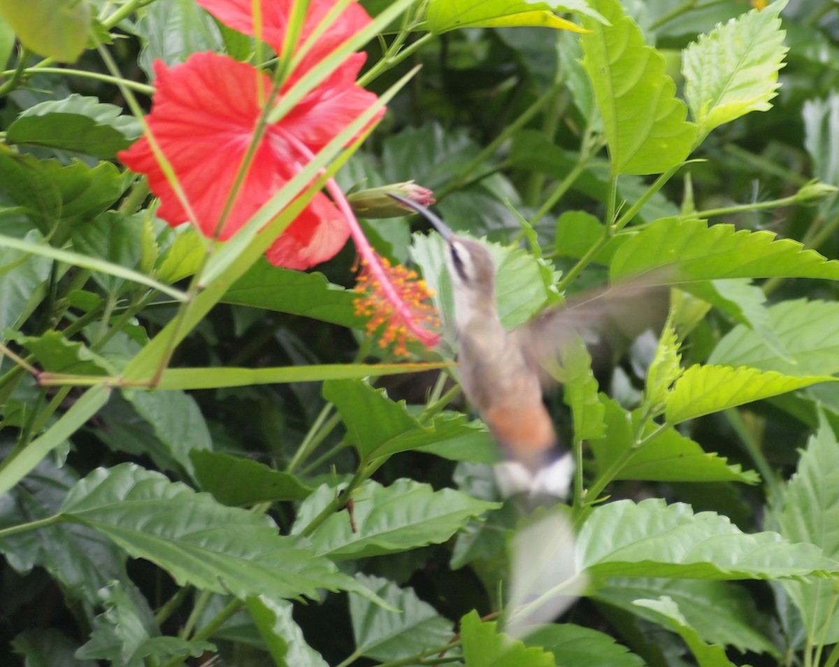 kolibřík tmavotemenný - ML37324581