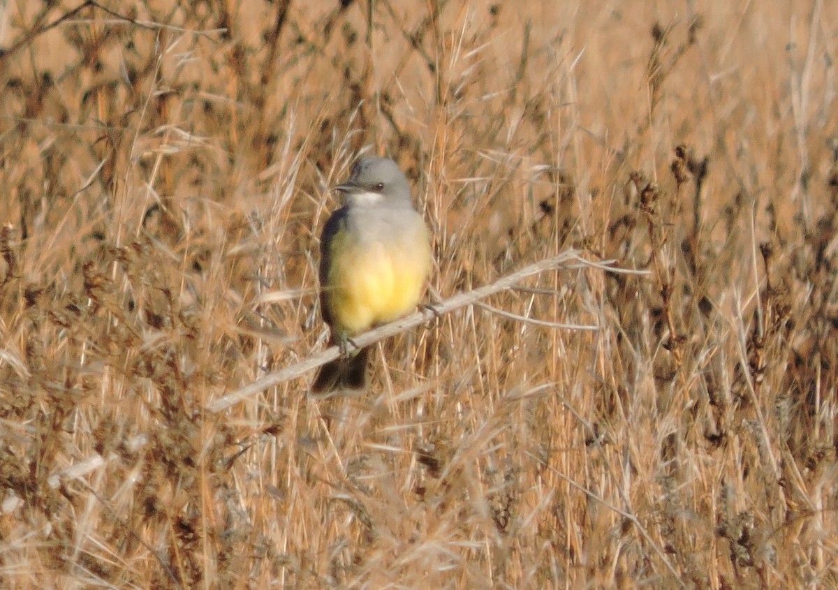 Cassin's Kingbird - ML37324621