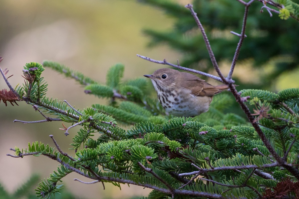 Hermit Thrush - ML373246461