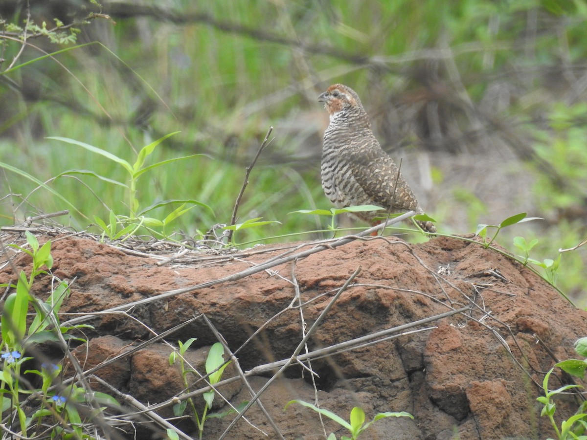 Rock Bush-Quail - Ashwin Viswanathan