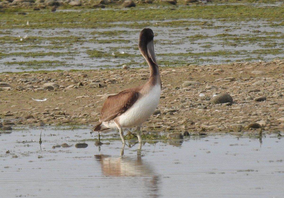 Brown Pelican - ML373248351