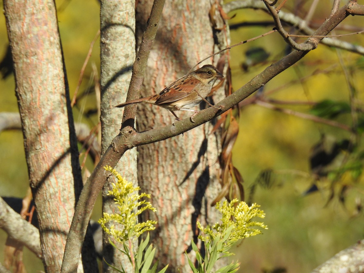Swamp Sparrow - ML37324851