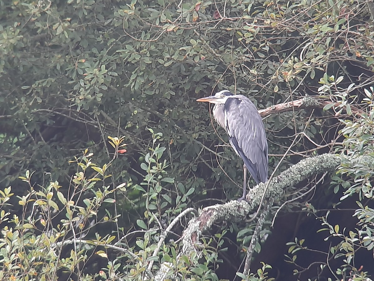 Gray Heron - ML373255821