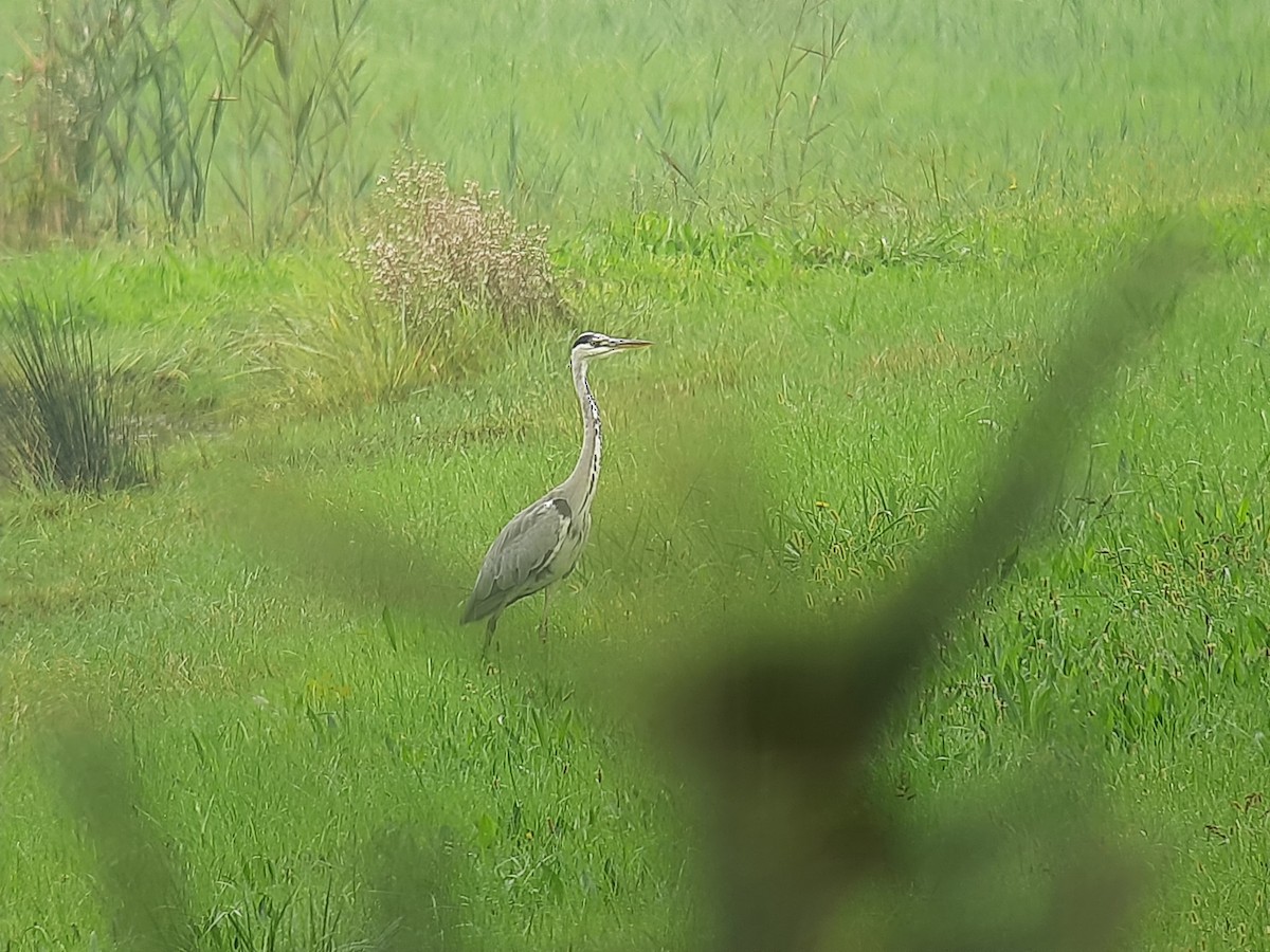 Gray Heron - ML373255841