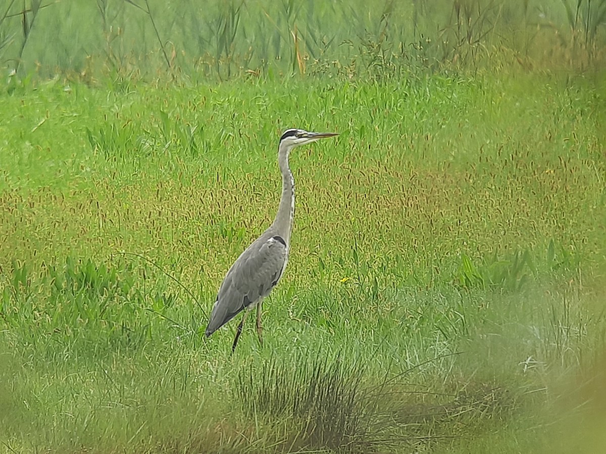 Gray Heron - ML373255851