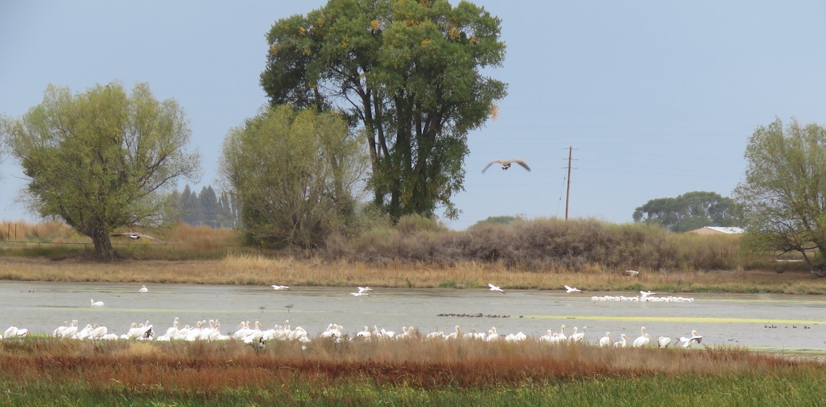 American White Pelican - ML373256001